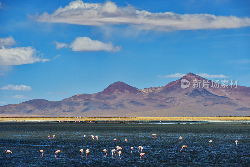 保护区-安第斯飞机- Altiplano andino塔拉盐湖保护区-萨拉德塔拉-火烈鸟保护区